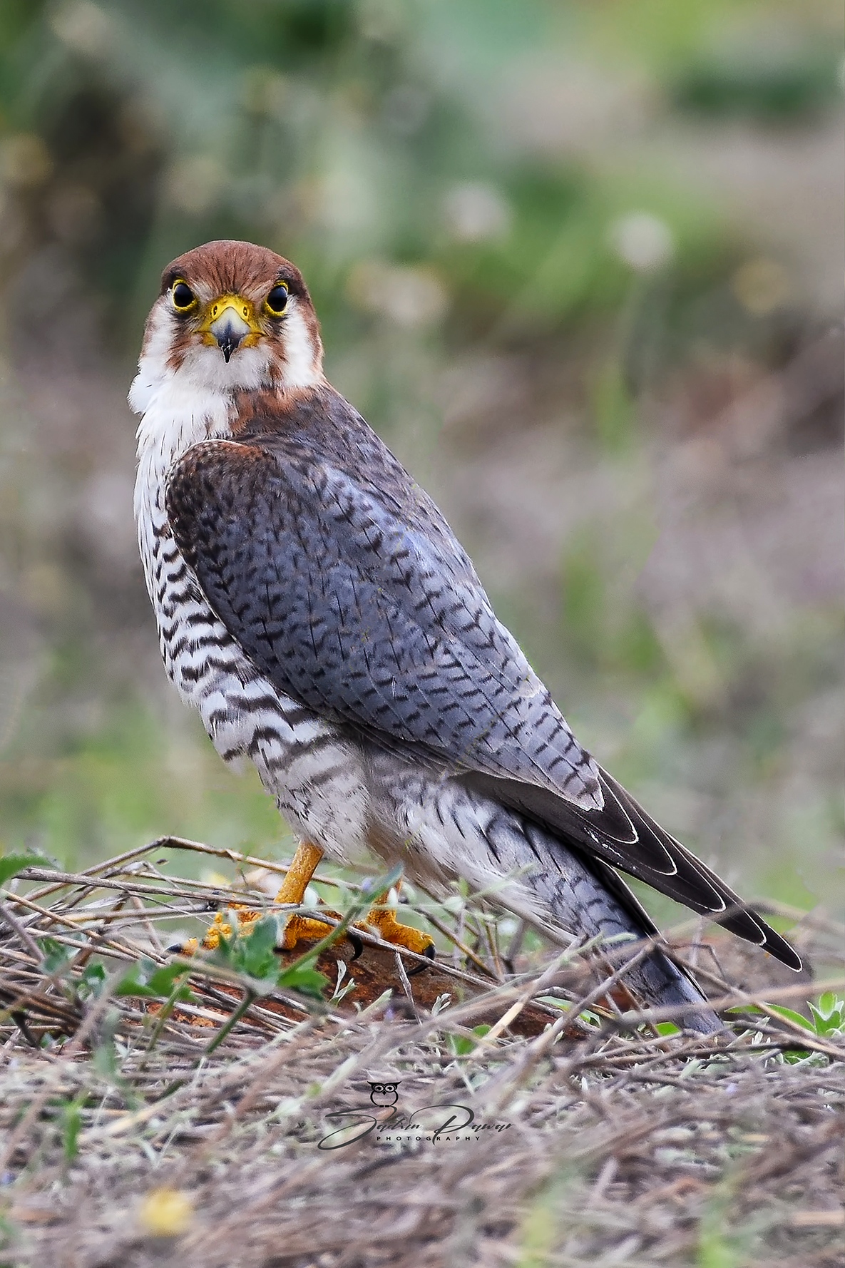 Red-necked Falcon